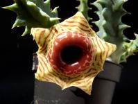 Thumbnail of 1822_Huernia zebrina_20130619_03(1).JPG